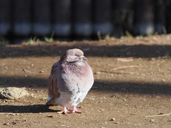 カワラバト 別所沼公園(埼玉県) 2024年3月3日(日)