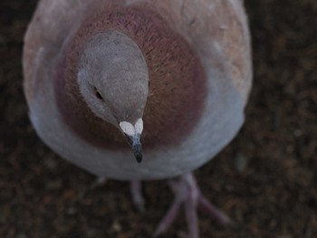 カワラバト 別所沼公園(埼玉県) 2024年3月3日(日)