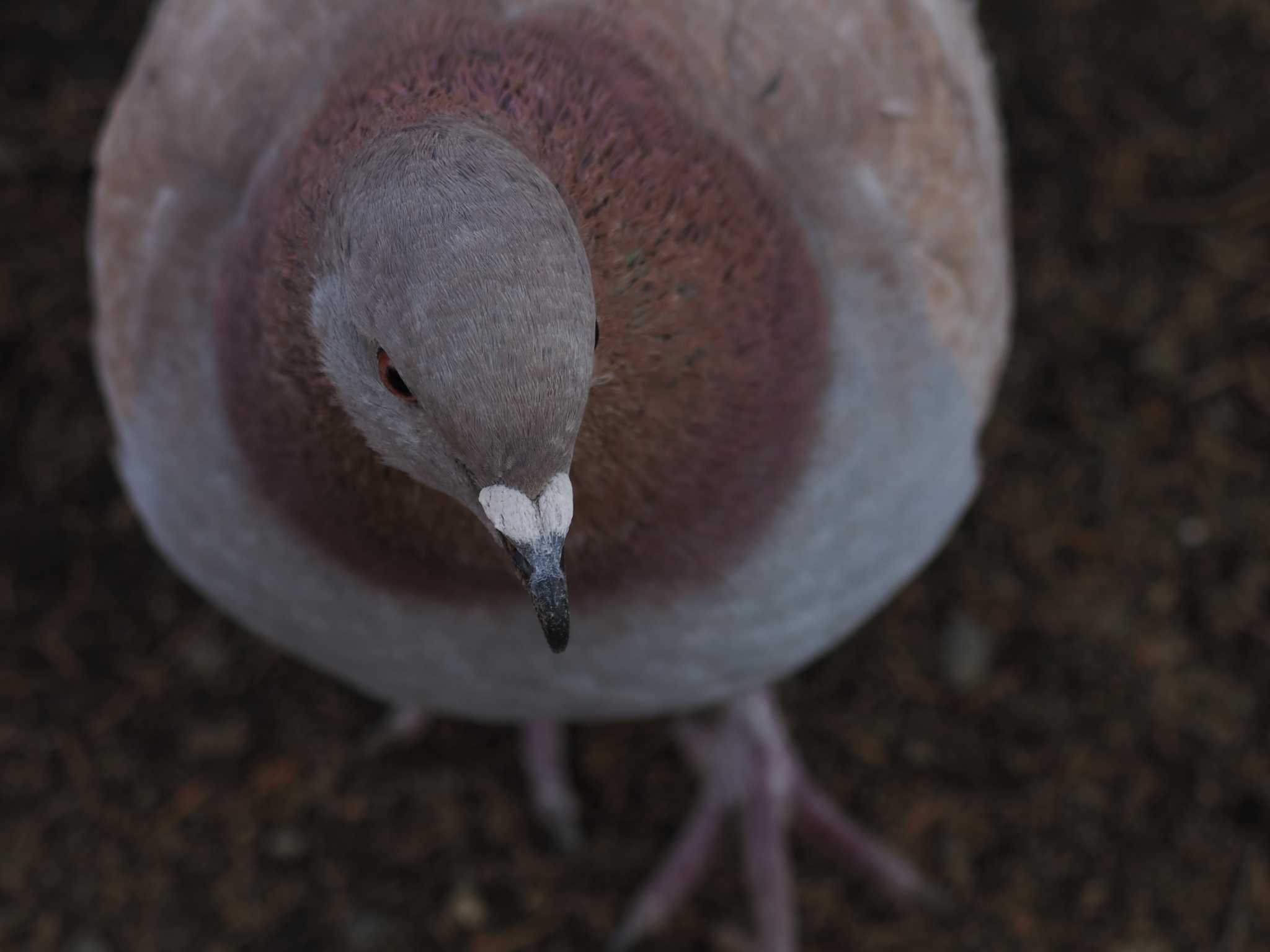 Rock Dove