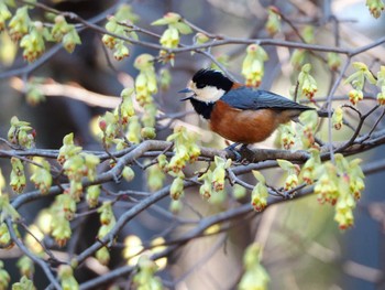 Varied Tit Unknown Spots Thu, 3/14/2024