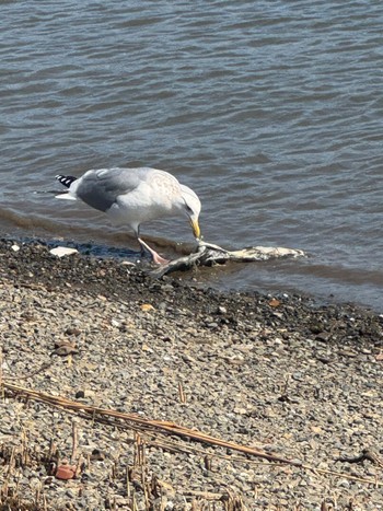 Vega Gull 新中川河川敷 Thu, 3/14/2024