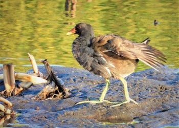 Common Moorhen 国分川 Thu, 3/14/2024