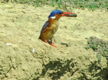 Malachite Kingfisher