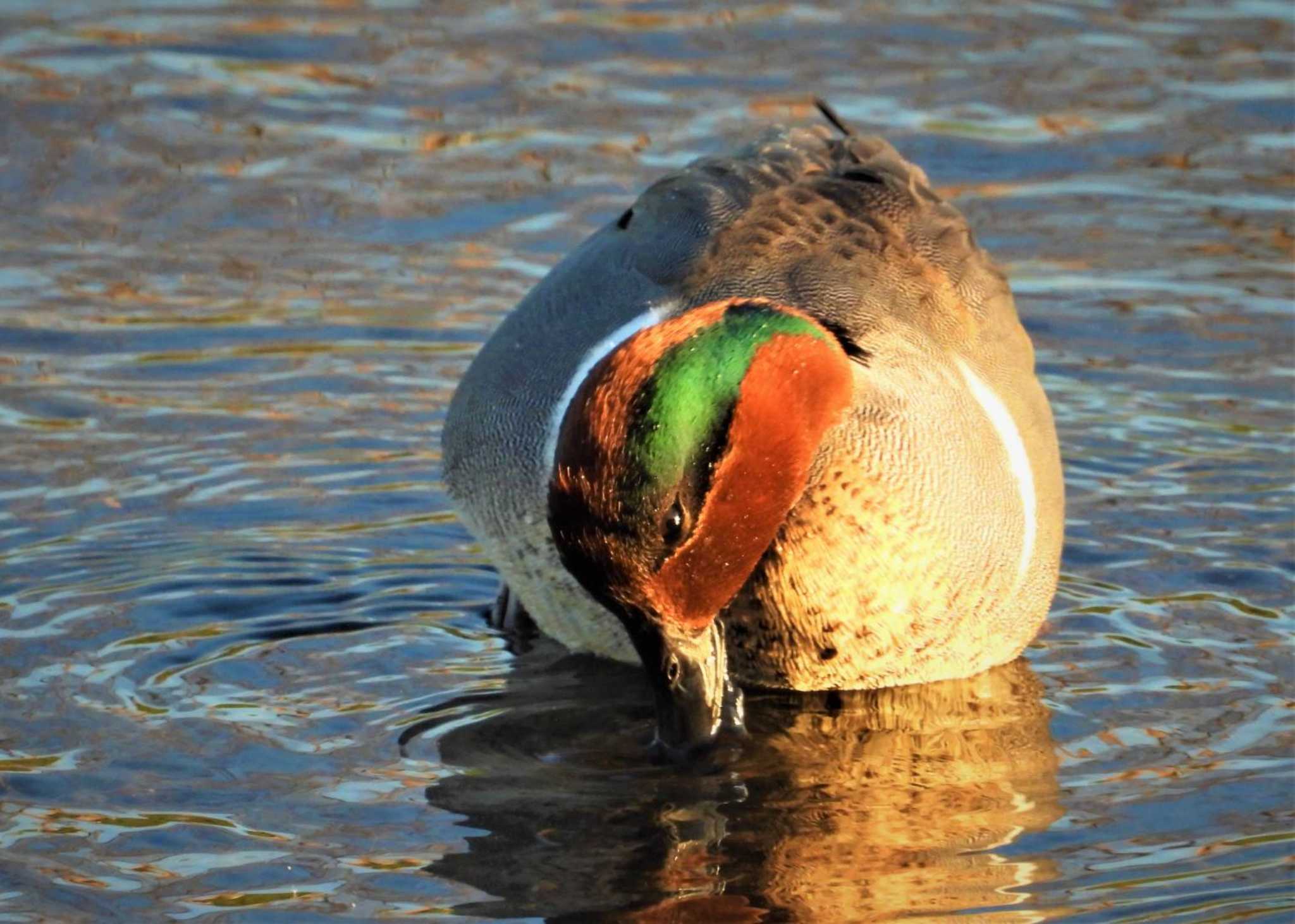Photo of Green-winged Teal at 国分川 by まつげ