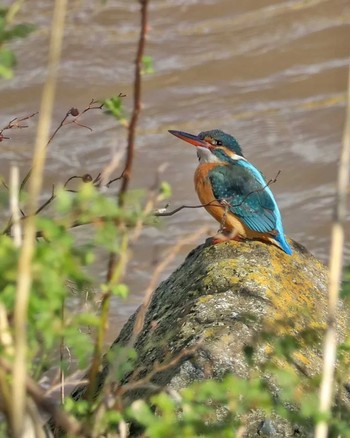 Common Kingfisher 金目川 Wed, 3/13/2024