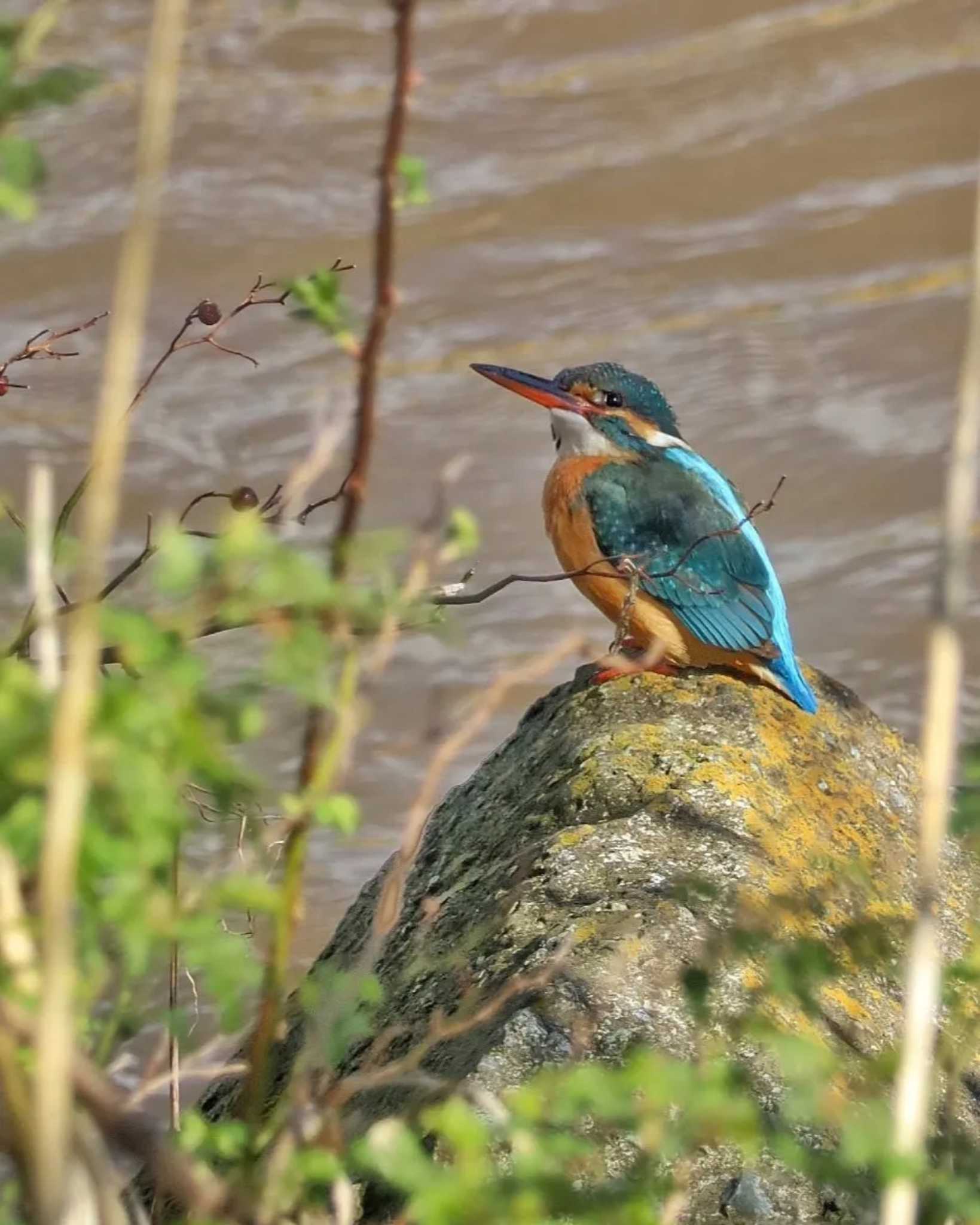 Photo of Common Kingfisher at 金目川 by ruri