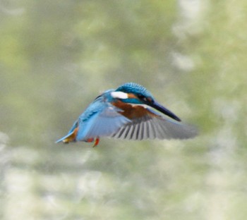 Common Kingfisher 練馬区 Thu, 3/14/2024