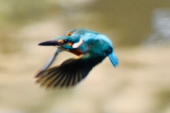 Common Kingfisher 練馬区 Thu, 3/14/2024