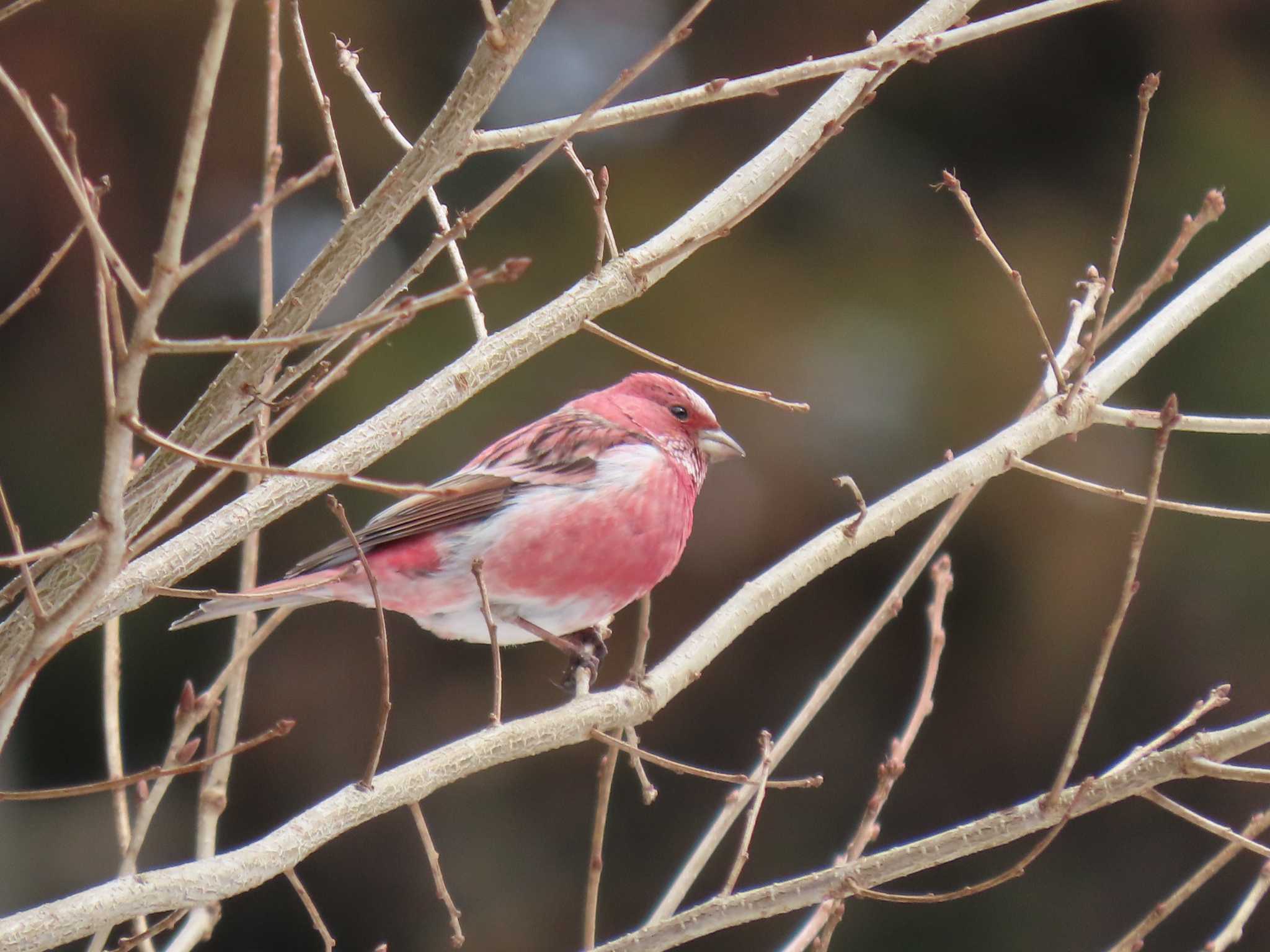 Pallas's Rosefinch