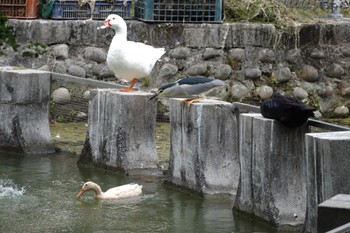 ゴイサギ 台中公園(台湾) 2024年1月27日(土)