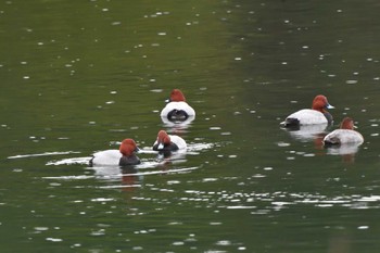 ホシハジロ 長浜公園 2024年3月12日(火)