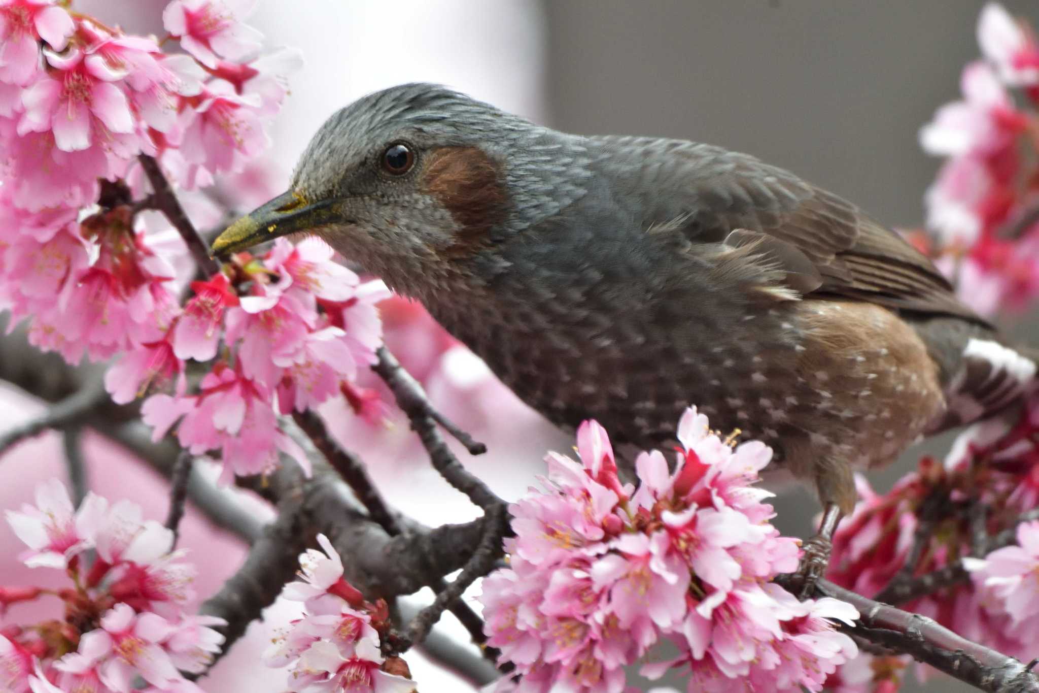 長浜公園 ヒヨドリの写真 by やなさん