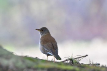 2024年3月12日(火) 長浜公園の野鳥観察記録