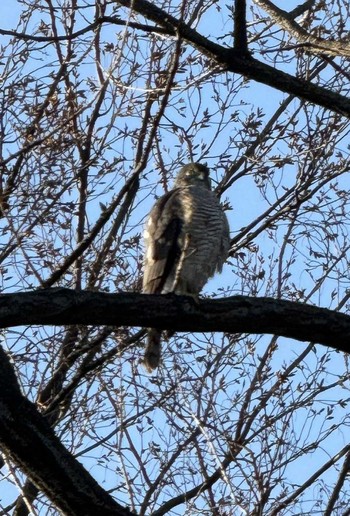 2024年3月14日(木) MFχ(23区西部)の野鳥観察記録