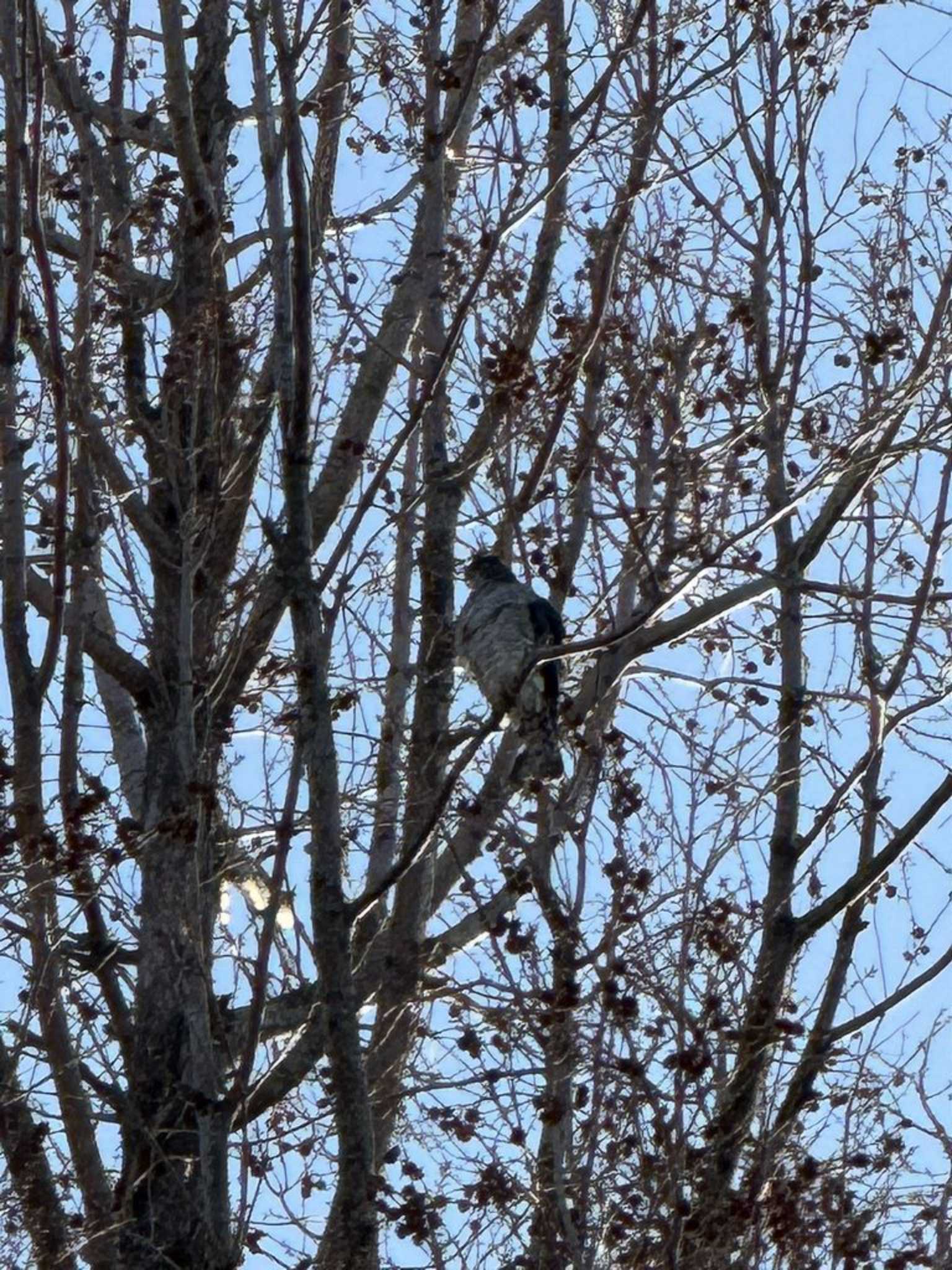 Japanese Sparrowhawk