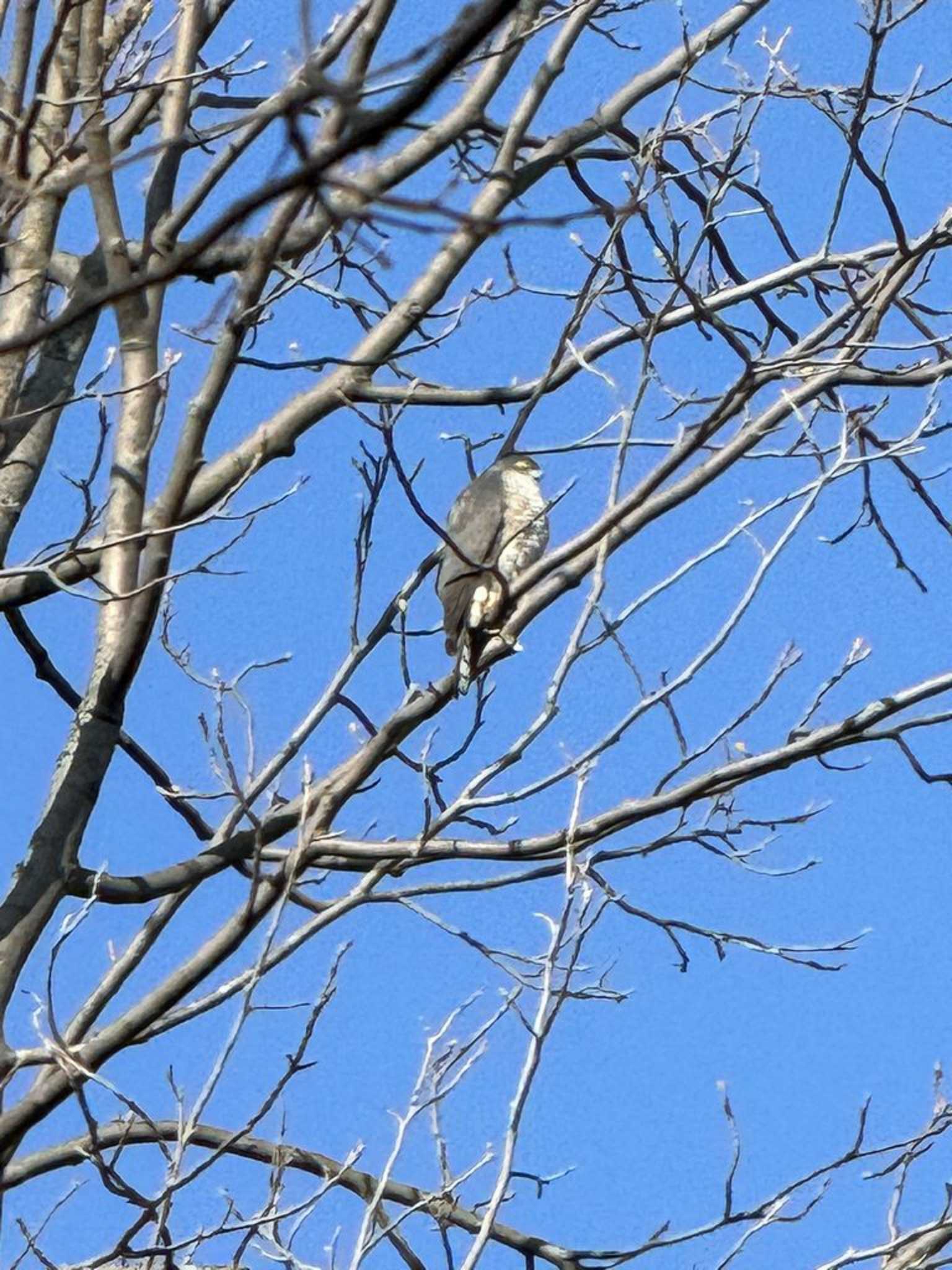 Japanese Sparrowhawk