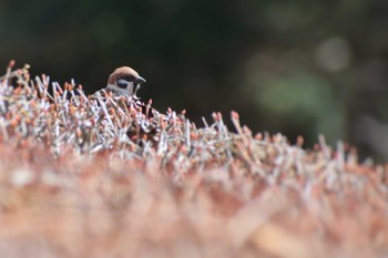 Eurasian Tree Sparrow ＭＦ Wed, 3/13/2024