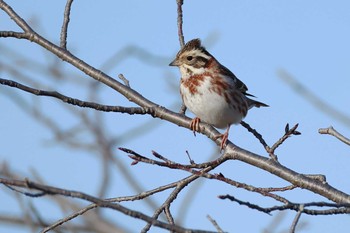 Rustic Bunting 愛知県 Sun, 3/10/2024