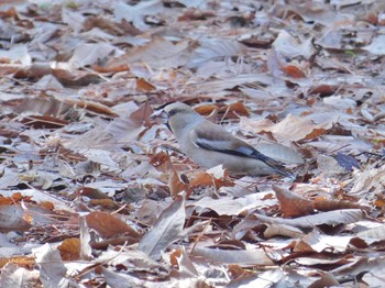 2024年3月14日(木) 京都御苑の野鳥観察記録