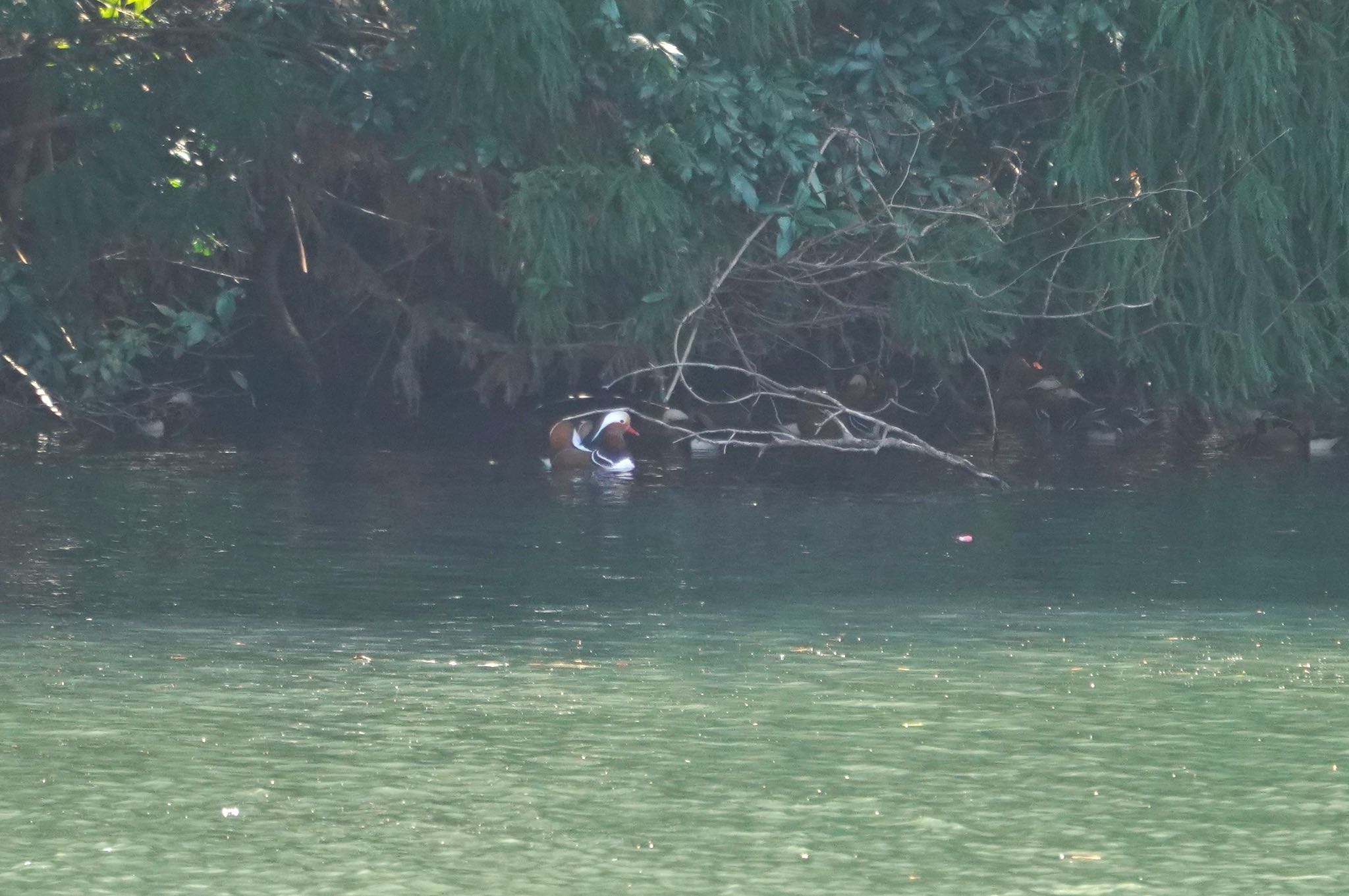 Photo of Mandarin Duck at 畑冷泉院 by アカウント8649