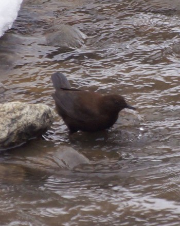 Brown Dipper 真駒内川 Tue, 3/12/2024