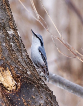 Eurasian Nuthatch(asiatica) 真駒内川 Tue, 3/12/2024