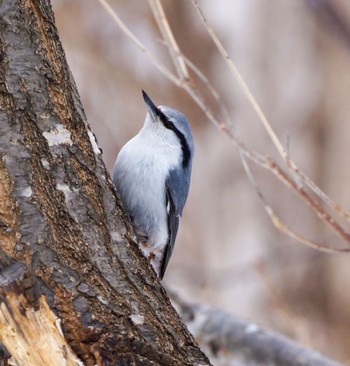 Eurasian Nuthatch(asiatica) 真駒内川 Tue, 3/12/2024