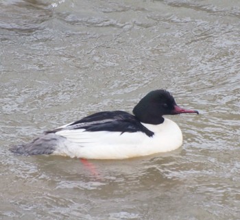 Common Merganser 真駒内川 Tue, 3/12/2024