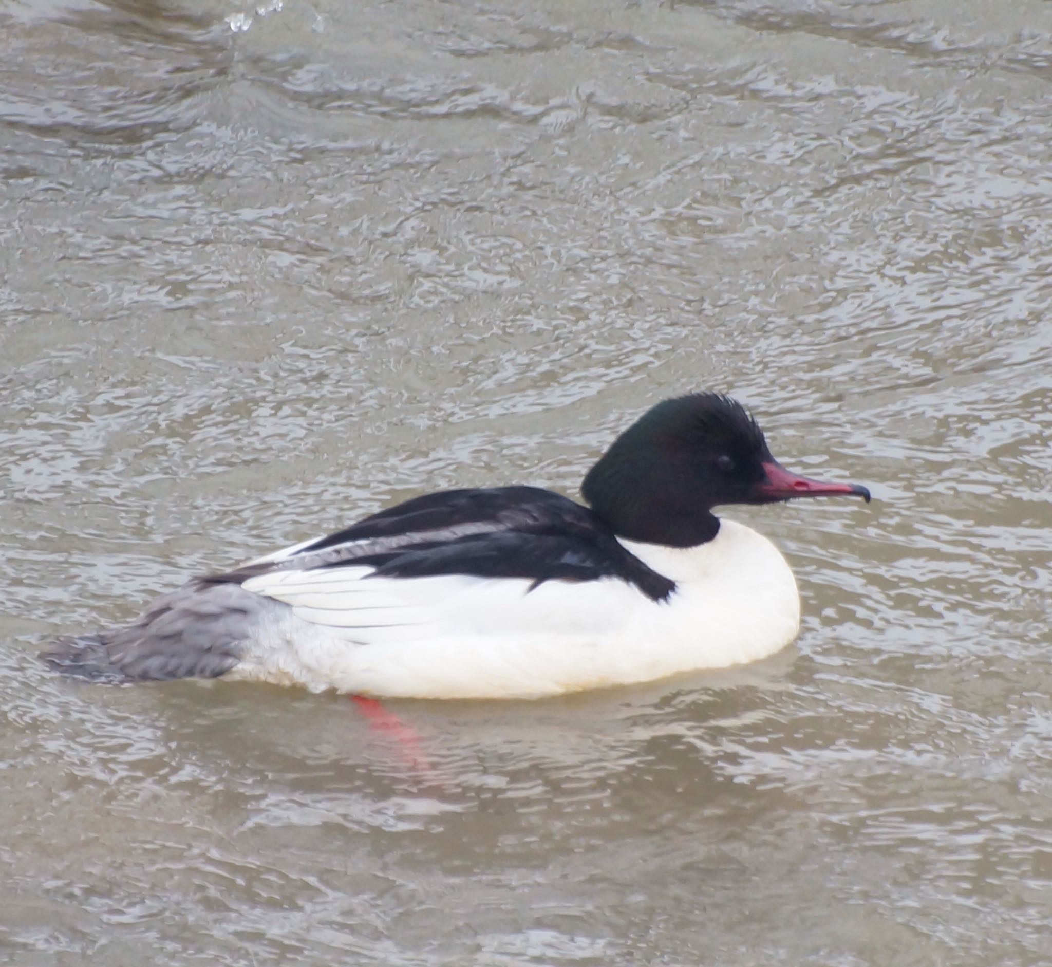 Photo of Common Merganser at 真駒内川 by xuuhiro