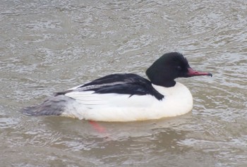 Common Merganser 真駒内川 Tue, 3/12/2024