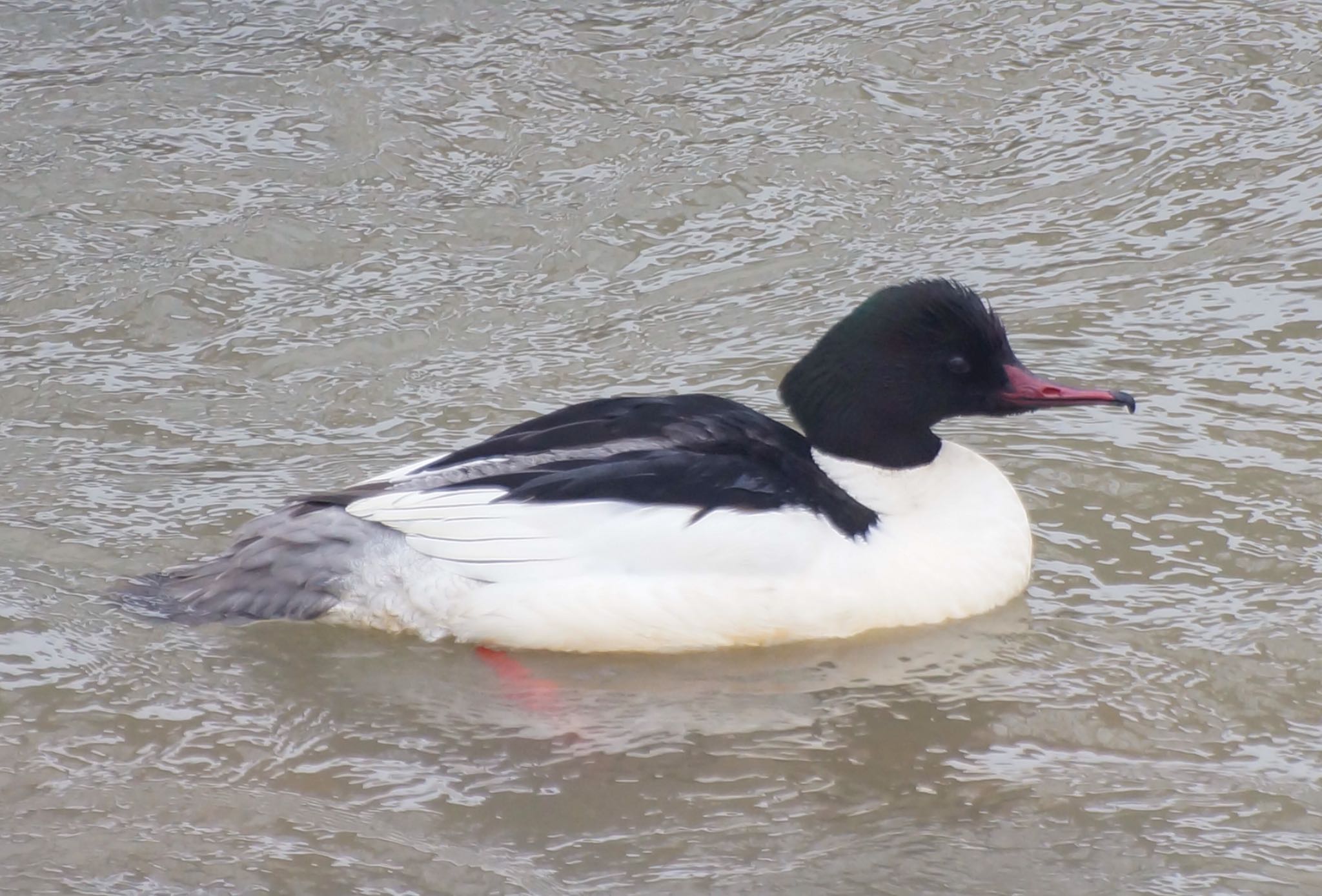 Photo of Common Merganser at 真駒内川 by xuuhiro