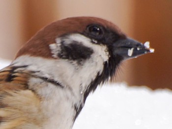 Eurasian Tree Sparrow 真駒内川 Thu, 3/14/2024