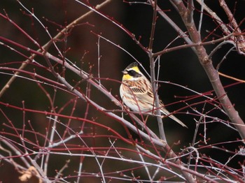 Yellow-throated Bunting 猿ヶ京温泉 Sun, 2/11/2024