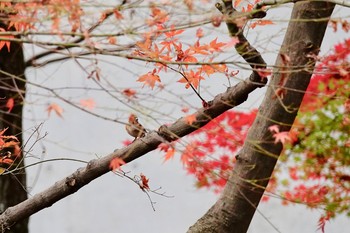 アトリ 東京都立小金井公園 2018年12月8日(土)