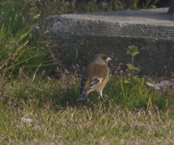 Grey-capped Greenfinch 畑冷泉院 Fri, 3/8/2024