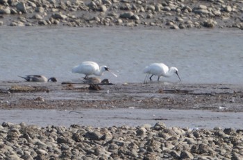 Eurasian Spoonbill 畑冷泉院 Fri, 3/8/2024