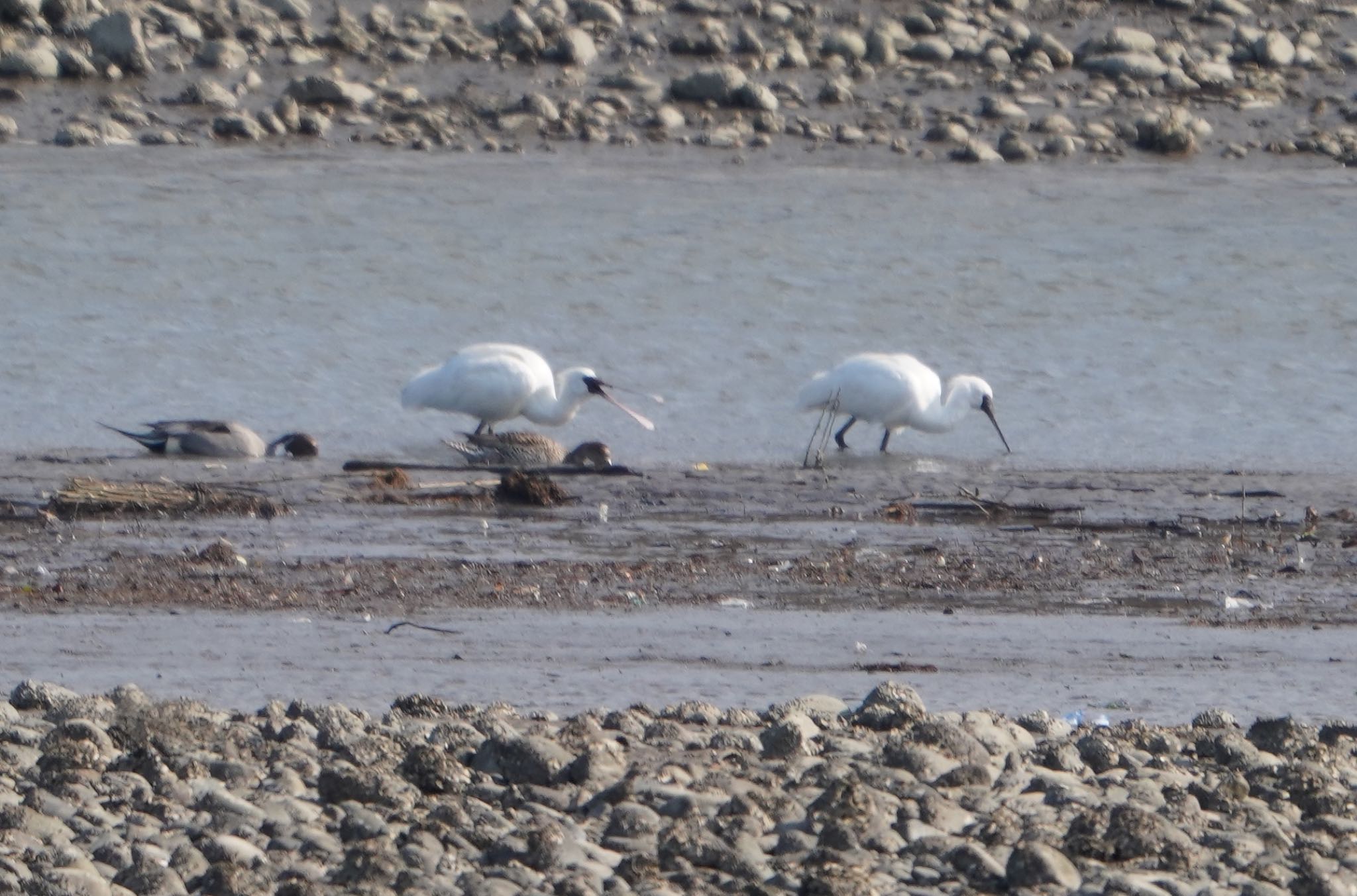 Photo of Eurasian Spoonbill at 畑冷泉院 by アカウント8649