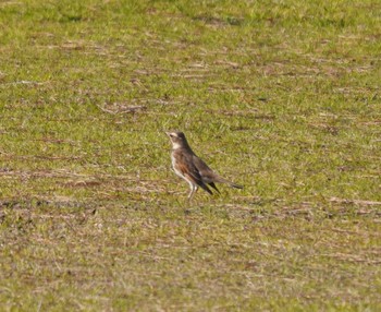 Dusky Thrush 畑冷泉院 Fri, 3/8/2024