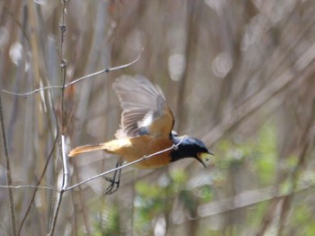 Daurian Redstart 麻機遊水地 Mon, 3/11/2024