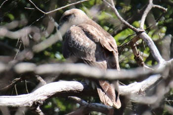 Eastern Buzzard 四季の森公園(横浜市緑区) Thu, 3/14/2024