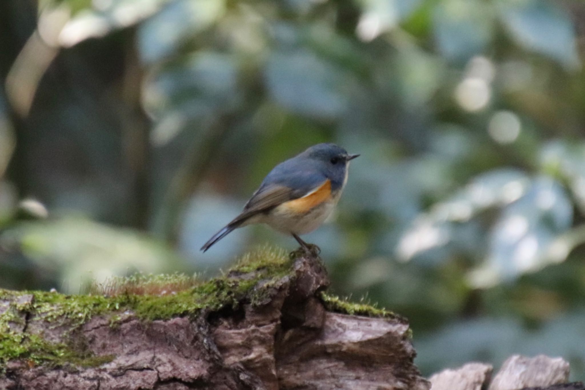 Photo of Red-flanked Bluetail at 四季の森公園(横浜市緑区) by Jiateng 三保