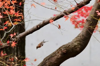 アトリ 東京都立小金井公園 2018年12月8日(土)