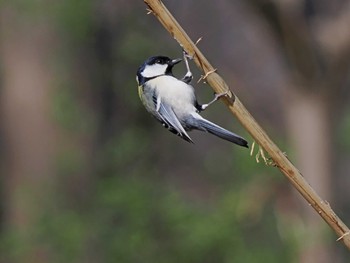 シジュウカラ 秋ヶ瀬公園 2024年3月14日(木)