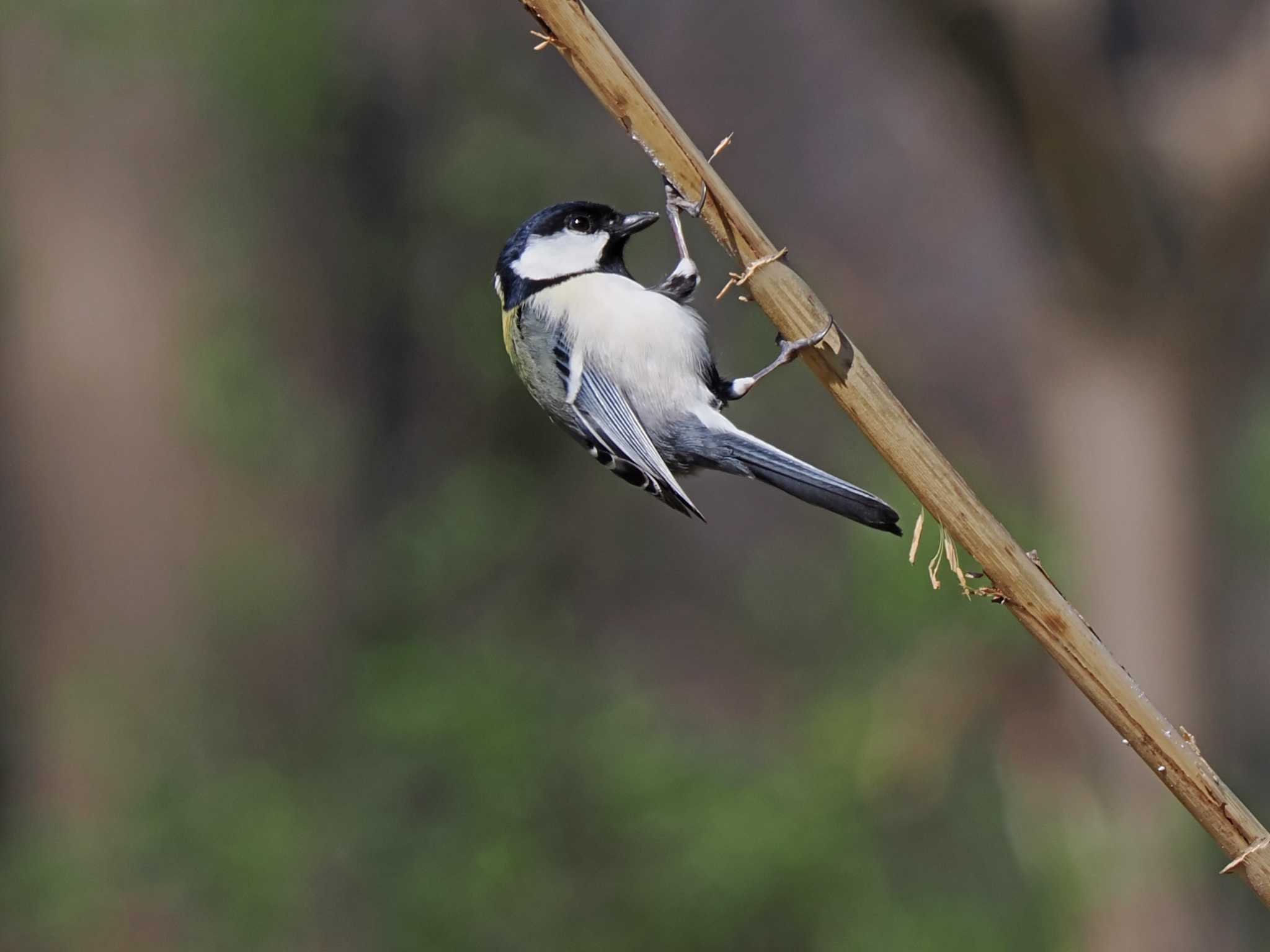 Great Tit - eBird