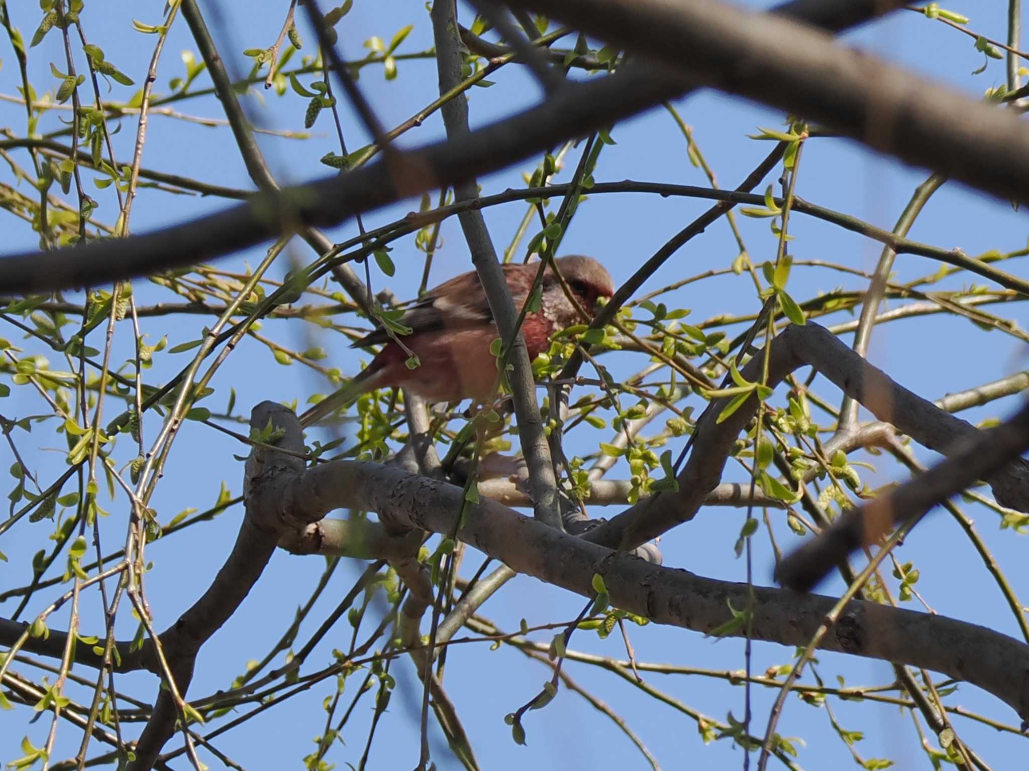 Siberian Long-tailed Rosefinch