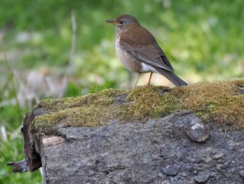 2024年3月14日(木) 秋ヶ瀬公園の野鳥観察記録