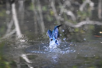 カワセミ 新宿御苑 2024年3月14日(木)