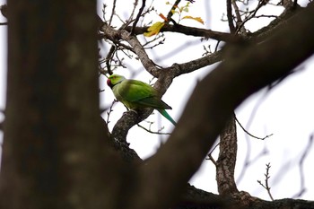 ワカケホンセイインコ 東京都立小金井公園 2018年12月8日(土)