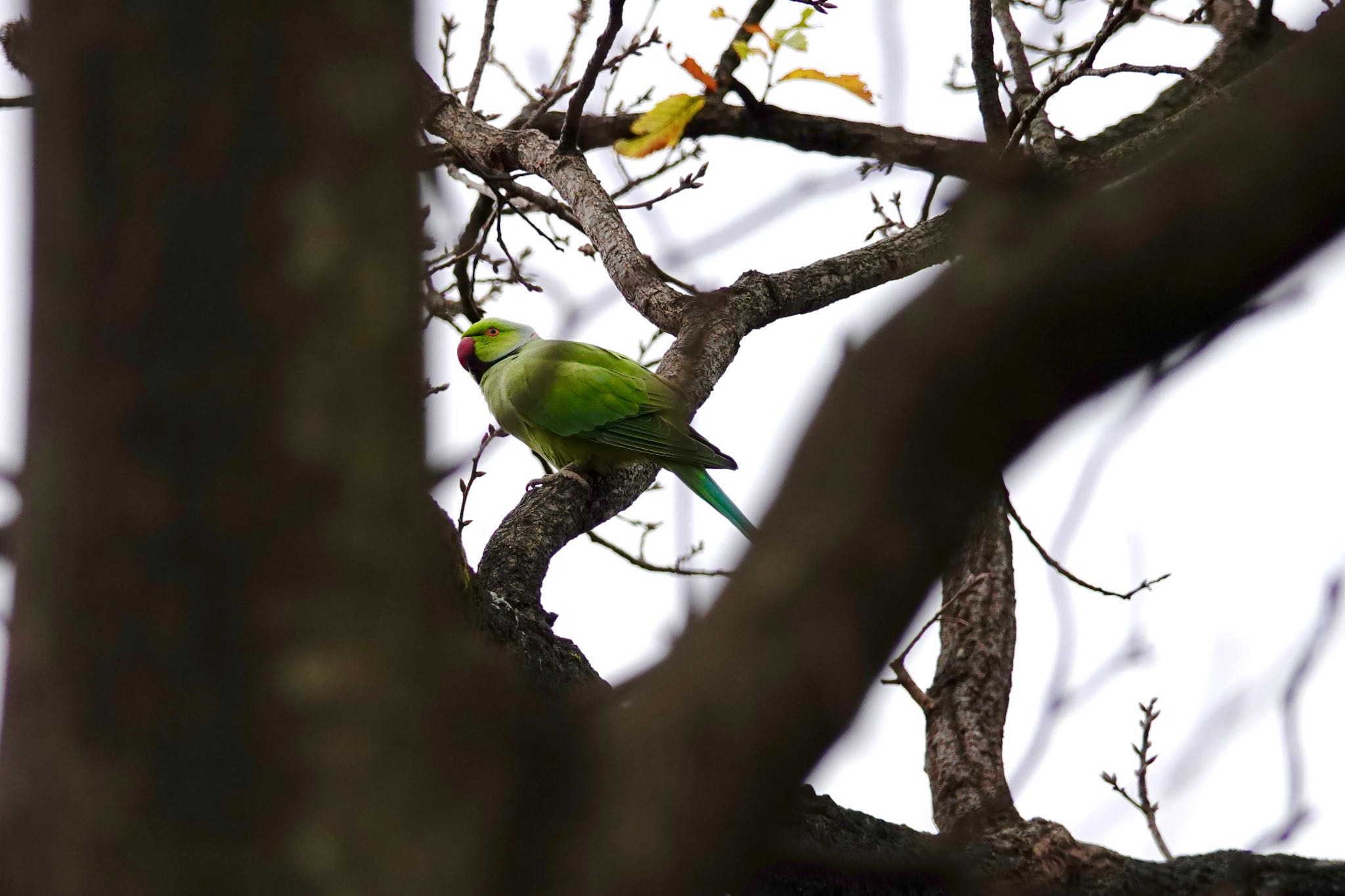 ワカケホンセイインコ