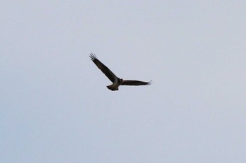 Osprey 山田池公園 Thu, 3/14/2024